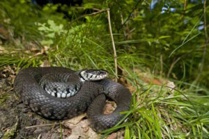Serpente ucciso e foto pubblicata sui social: denunciato un 51enne nel Livornese