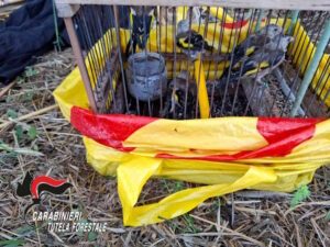 Catturavano cardellini con reti e richiami acustici: due denunciati dai Carabinieri Forestali a Piombino