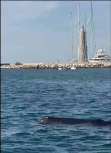 Piccolo capodoglio a pochi metri dalla riva